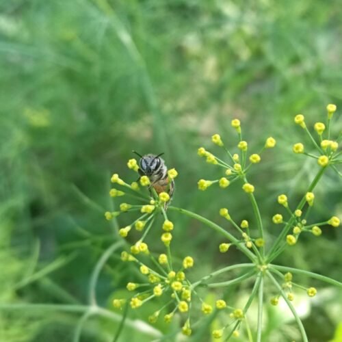 a bee is sitting on a yellow flower