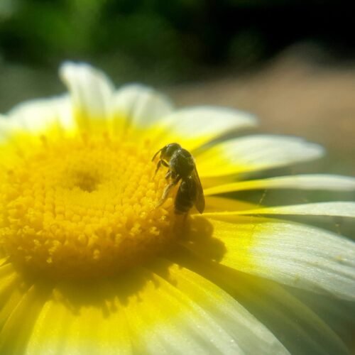 a bee sitting on top of a yellow and white flower