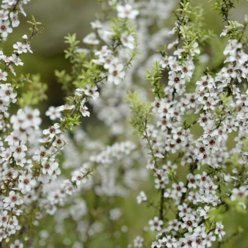 a bunch of white flowers that are in the grass