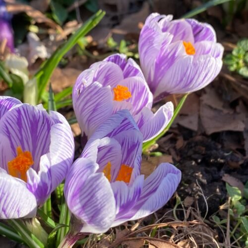 a group of purple flowers sitting on top of a forest floor