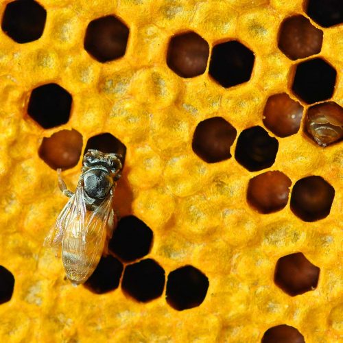 close-up-view-of-the-working-bees-on-honeycells-T368DB7.jpg